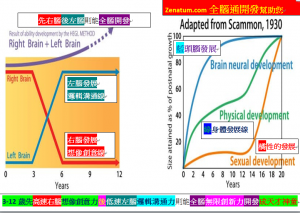 3-12歲先高速右腦想像創意力後低速左腦邏輯溝通力則能全腦無限創新力開發成天才神童