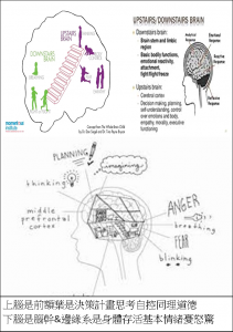 Brain上下二層腦