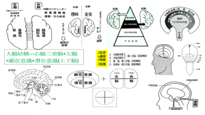 Brain右腦三重腦