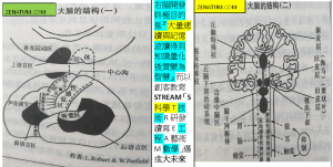 Brain右腦開發終極目的是『大量速讀與記憶波讀得到知識量化後質變為智慧』