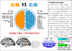 Brain左右腦機能發揮