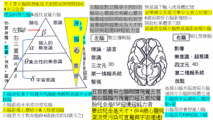 B左右腦差別很大右腦=百萬倍左腦