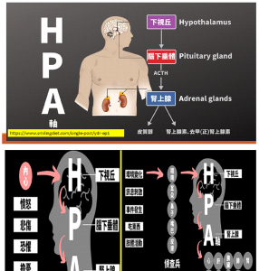 H-P-A軸下視丘-腦下垂體-腎上腺