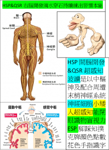 HSP&QSR右腦開發滴水穿石持續練出小矮人超感知習慣本能