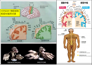 HSP&QSR神經細胞超感知腦屏成像