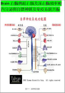 HSP&QSR腦波頻率共振自律神經(交感與副交感)系統