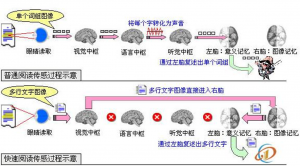 QSR眼腦直映速讀神讀原理