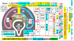 ZENATUM禪修右腦α通θ再入δ為三重腦佔大腦總能量95%能HSP&QSR高速學習腦與健康之道