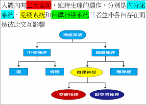 brain人體3大系統-自律神經與內分泌及免疫系統