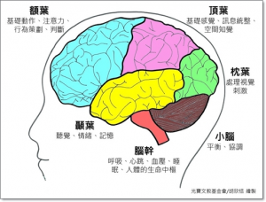 brain大腦4葉機能發展