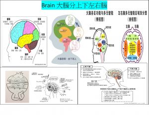 brain大腦的上下左右腦機能