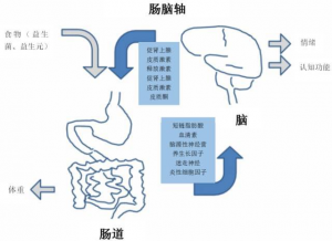 brain腸腦本位