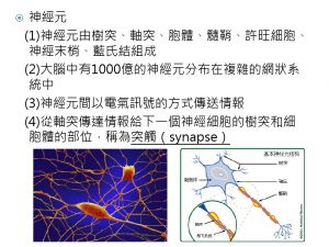 neuro神經元