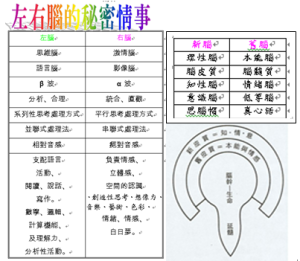 secrect左右腦新舊皮質腦