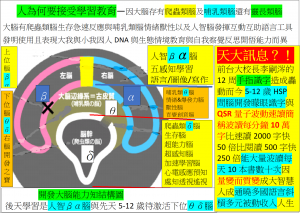 βα上位腦=人智腦右腦開發激活下位腦