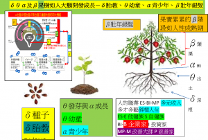 δθα及β菓樹如人大腦開發成長—δ胎教、θ幼童、α青少年、β多元收入壯年銀髮