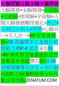 右腦-間腦-左腦-全腦-大腦開發