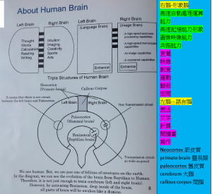 左腦由Beta4擋深呼吸禪坐成音波激活間腦使左右腦3檔Alpha波才能共振右腦入舊皮質Theta坡二檔再進入腦幹Delta波一檔