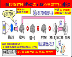 左腦眼腦直映速讀與右腦松果體直映神讀