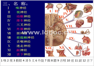 1嗅2視3動眼4滑5叉6外旋7顏8聽9舌咽10迷11副12舌下