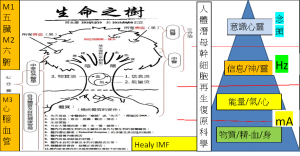 Life人體(陽陰)潛母幹細胞再生復原科學生命之樹