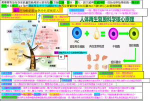 PRC人体再生復原科學之核心 原理