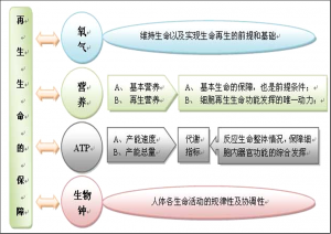 PRC人体再生生命的保障